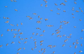 Willcox / Cochise, AZ KOA Holiday Photo