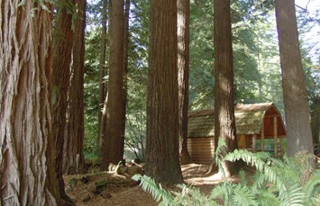 Crescent City / Redwoods KOA Holiday Photo