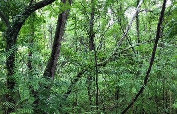Harrisonburg / Shenandoah Valley KOA Holiday Photo